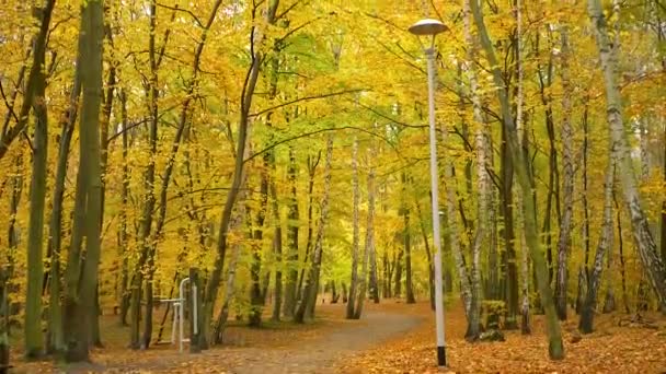 Hermoso Parque Colores Otoñales Luminosos — Vídeos de Stock