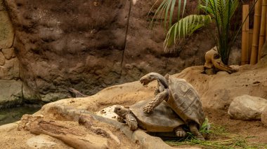 Kaplumbağalar hayvanat bahçesinde çiftleşmek.