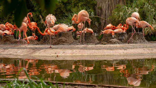 Group of pink flamencos in a zoo.