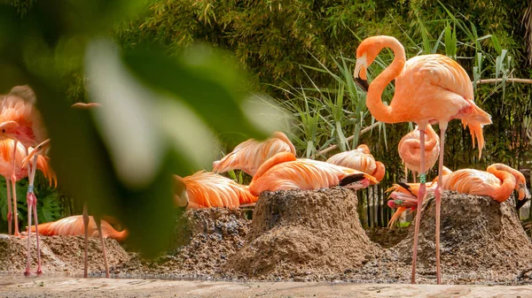 Gruppo Fenicotteri Rosa Uno Zoo — Foto Stock