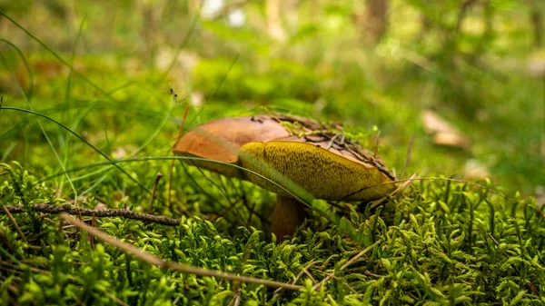 森の中で健康なキノコ 真菌を摘む キノコは暖かい緑と湿った苔層で成長しています — ストック写真