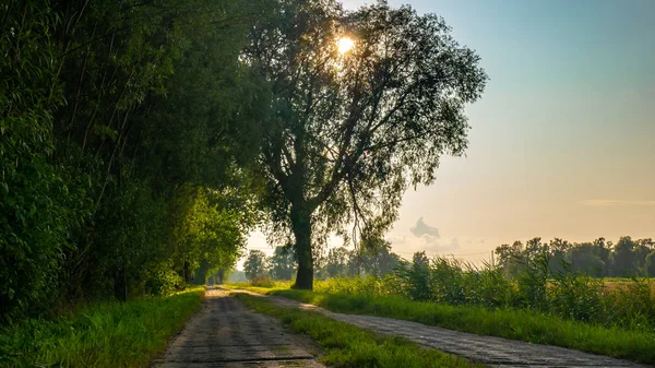 Road Green Forest Left Fields Right — Stock Photo, Image