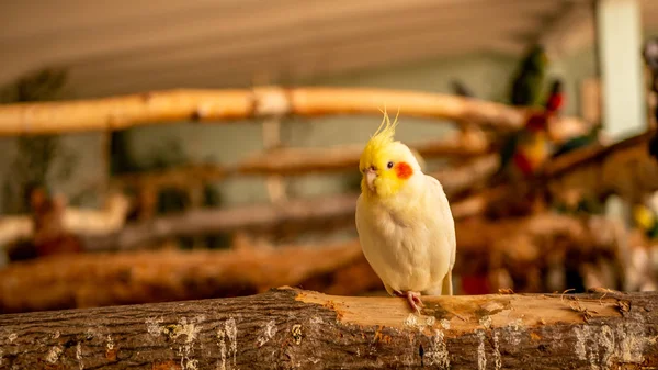 Parrot Portrait, Yellow Cockatiel Crust Up Close Up, isolated on blurry background.