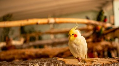 Parrot Portrait, Yellow Cockatiel Crust Up Close Up, isolated on blurry background.