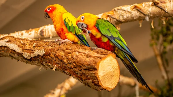Барвисті Папуги Гілці — стокове фото