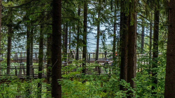 Summer walk on path through tree top walk in Krkonoe National Park in Czech republic.