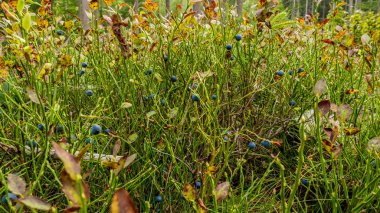 Yaz ormanında yabanmersini dalı. Doğal yaşam alanı.