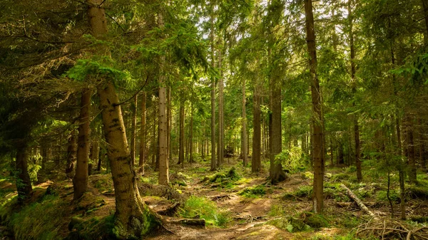 숲으로 들어가는 경치좋은 숲으로 마법의 가장자리 보이는 나무줄기 — 스톡 사진