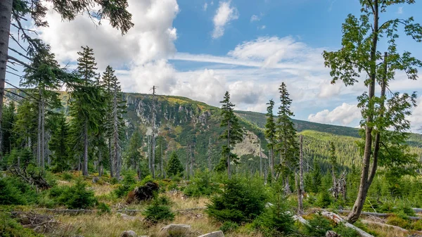 Pohled Stromy Kmeny Stromů Oblačnou Oblohou Krkonoších Polsko — Stock fotografie