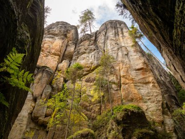 Adrspach ve Teplice kayalar ve aralarında büyüyen antik çam ünlü kumtaşı rock kuleleri görünümü. Kuzeydoğu Bohemia, Çek Cumhuriyeti, Avrupa 'da Adrspach Milli Parkı 