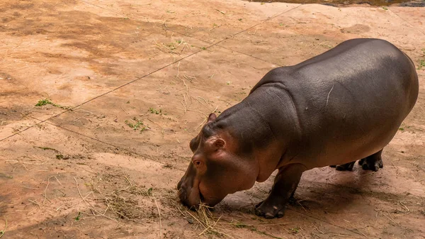Wroclaw Hayvanat Bahçesinde Yalnız Hippopotam — Stok fotoğraf