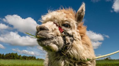 Tasmalı beyaz bir alpaka 'nın yakın çekimi. Yapraklar, ağaçlar, arka planda çimenler.