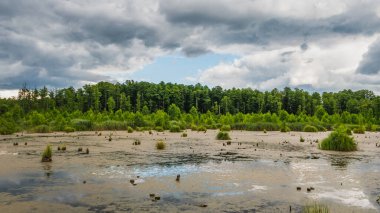 Bataklık manzarası, çalılar, bitkiler. Sianorzdka bataklıkları, Polonya.
