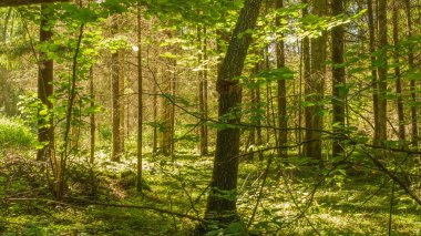 İlkel bialowieza ormanı, insan müdahalesi olmadan büyüyen bitki örtüsü. Devrilmiş ağaçlar ve çok uzun ağaçlar. Patikalar ve yürüyüş.