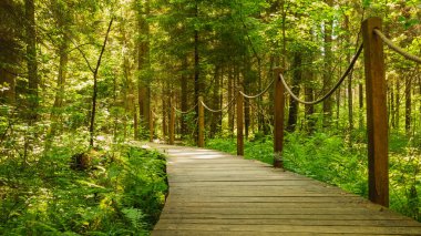 Biaowiea İlkel Ormanı 'ndaki 