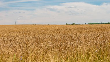 Altın buğday tarlası hasat mevsimi