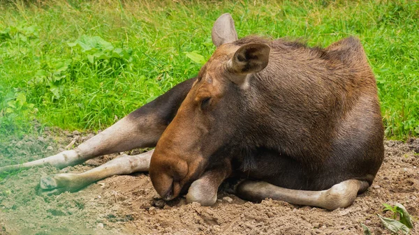 Wilde Elchweibchen Liegen Auf Dem Boden — Stockfoto