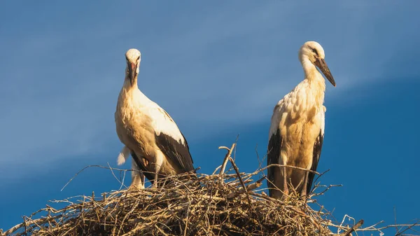 Blick Auf Storch Nest — Stockfoto