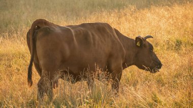 Çayırdaki kahverengi inek ot yer..