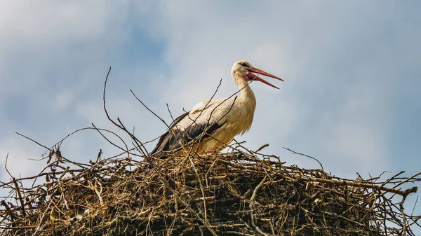 View Stork Standing Nest — Stock Photo, Image