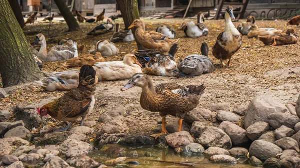 Patos Galinhas Ficam Perto Orifício Rega — Fotografia de Stock