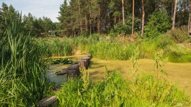 Yeşil paunddaki taş yol. Orman arkaplanı.