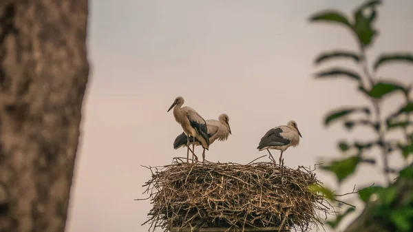 Blick Auf Storch Nest — Stockfoto