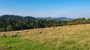 Dağdaki bir koyun sürüsü.