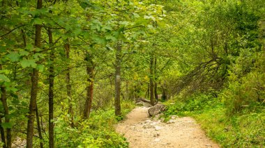 Polonya 'nın Pieniny dağlarındaki Homole vadisi.