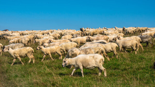 A flock of sheep on a mountain