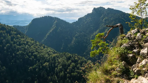 Pieniny Dağlarındaki Sokolica Nın Tepesinden Polonya Nın Dunajec Vadisine Yaz — Stok fotoğraf