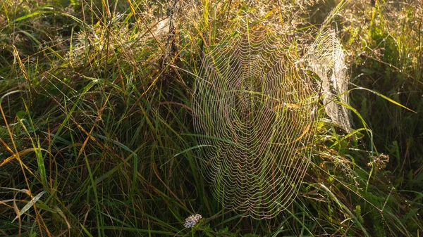 Telaraña Temprano Mañana Amanecer Bosque —  Fotos de Stock