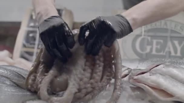 Chef-kok kiezen verse octopus uit het ijs koelkast weergave met zeevruchten in het restaurant geschoten op rode camera — Stockvideo