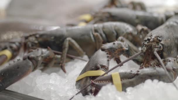 Lobsters frescos no gelo em movimento exibido no restaurante de frutos do mar ao lado de outros frutos do mar frescos tiro no vermelho — Vídeo de Stock