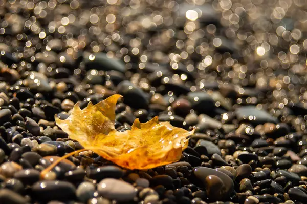 Akçaağaç yaprağı sahilde Helios sonbahar bokeh arka plan dokusu