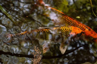 Havuzda sazan balığı