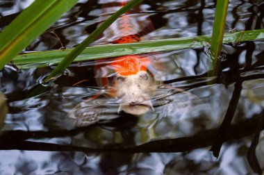 Havuzda sazan balığı