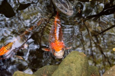 Havuzda sazan balığı