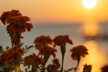 Gün batımında Çiçekler