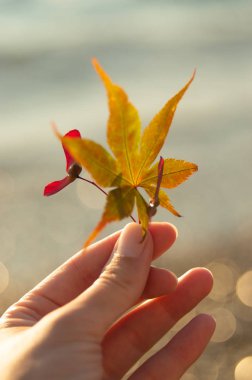 Deniz kıyısı akçaağaç yaprağı