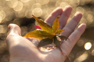 Deniz kıyısı akçaağaç yaprağı