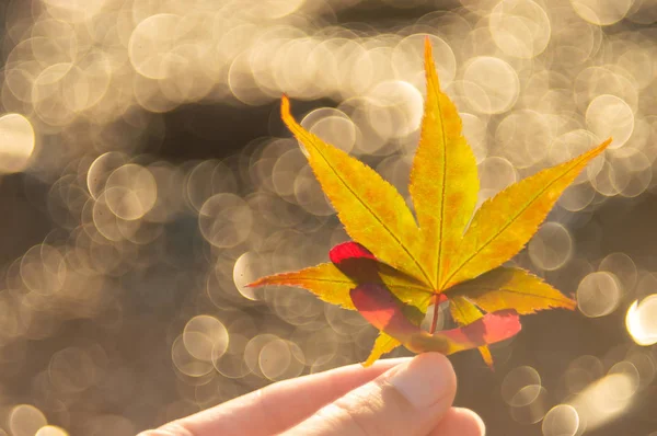 Maple leaf in de hand — Stockfoto