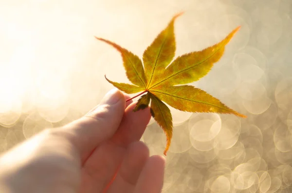 Maple leaf in de hand — Stockfoto