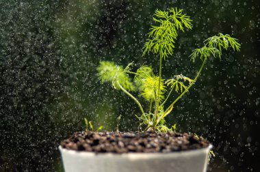 Taze yeşil dereotu.