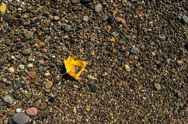 Sahilde akçaağaç yaprağı