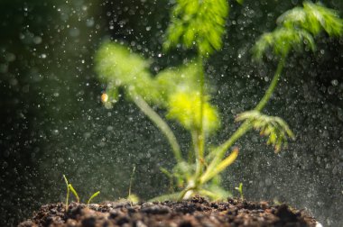 Taze yeşillik fidan
