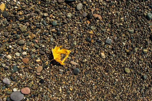 Sahilde akçaağaç yaprağı