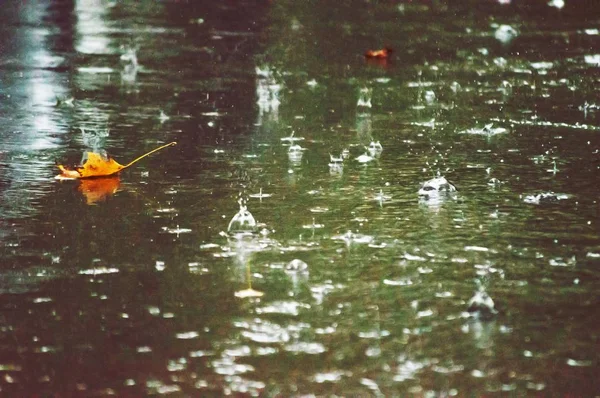 Día lluvioso en otoño Hoja de arce — Foto de Stock