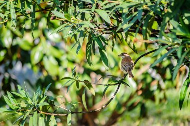 Şube örümcek kuşu arka plan doku Lanius collurio kuş