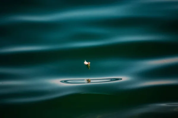 Veer in de zee achtergrond textuur zonnige dag — Stockfoto